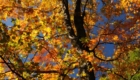 Bass Lake autumn tree